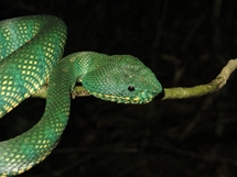 Bornean Keeled Green Pit Viper. Belalong. (photo: Lan Qie, 2014)